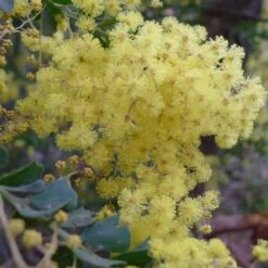 Mimosa - Acacia Pravissima