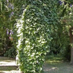 Aristoloche Durior - Aristoloche Siphon