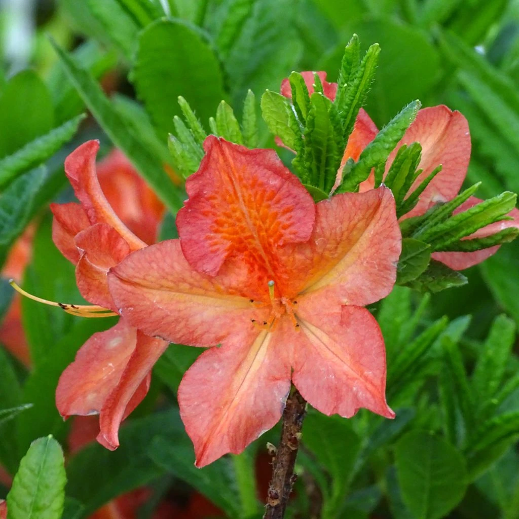 Azalée De Chine Peter Koster - Azalea Mollis