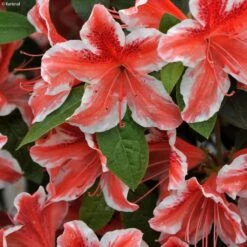 Azalée Japonaise - Azalea Japonica Ben Morrisson
