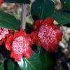 Camélia Lipstick - Camellia Japonica