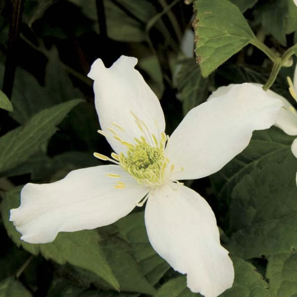 Clématite - Clematis Montana Wilsonii