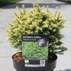 Cryptomeria Japonica Vilmorin Gold