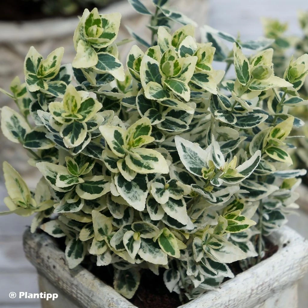 Euonymus Fortunei Dan's Delight - Fusain Persistant