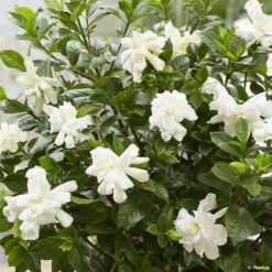 Gardenia Jasminoides Double Diamonds