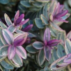 Hebe Lady Ann - Véronique Arbustive