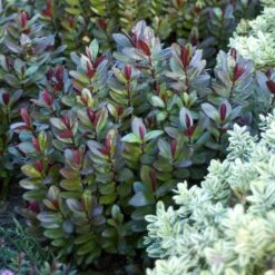 Hebe Santa Monica - Véronique Arbustive