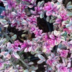 Hebe Tip Top - Véronique Arbustive