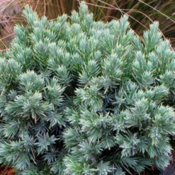 Juniperus Squamata Blue Star - Genévrier écailleux