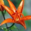 Lis Botanique - Lilium Tsingtauense NU