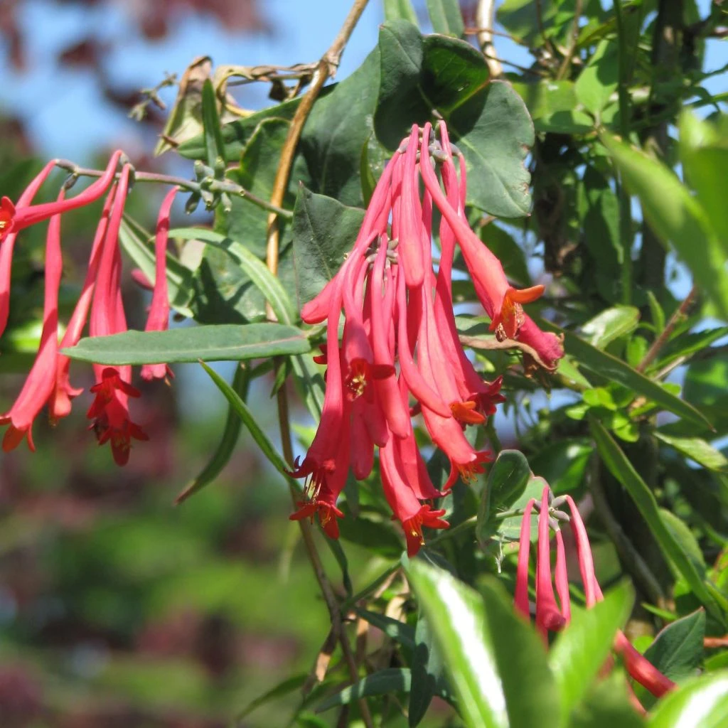 Chèvrefeuille - Lonicera Sempervirens Cedar Lane