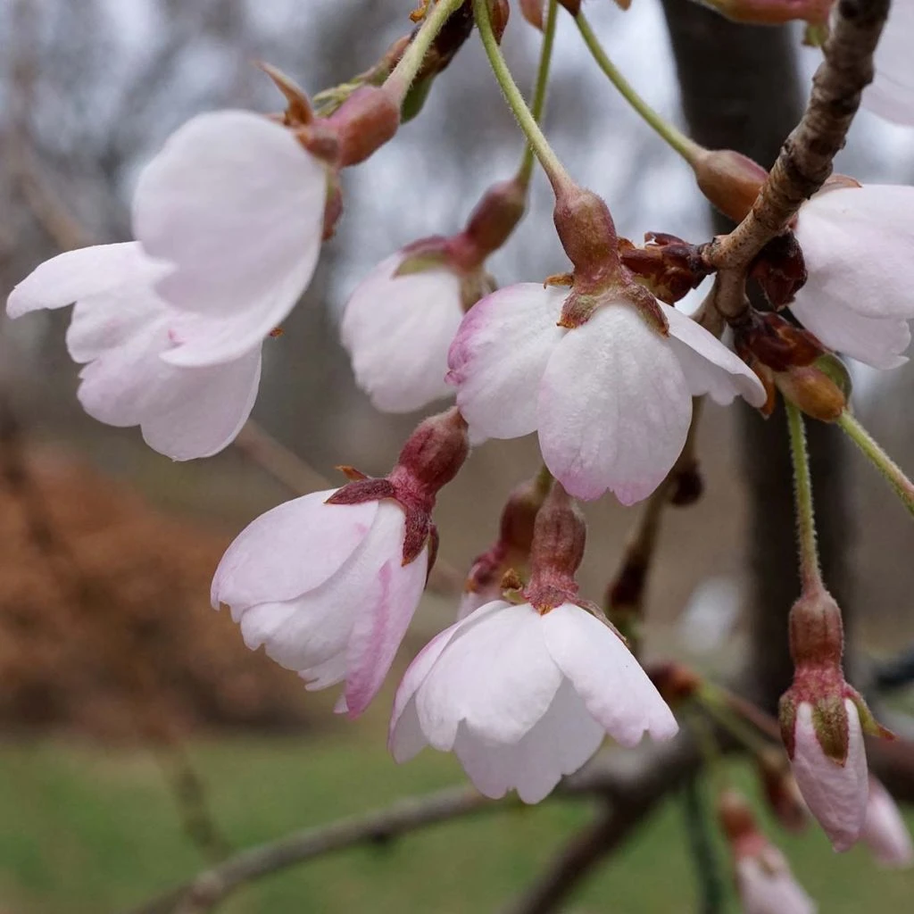 Cerisier Ă Fleurs Pleureur - Prunus Yedoensis Shidare Yoshino