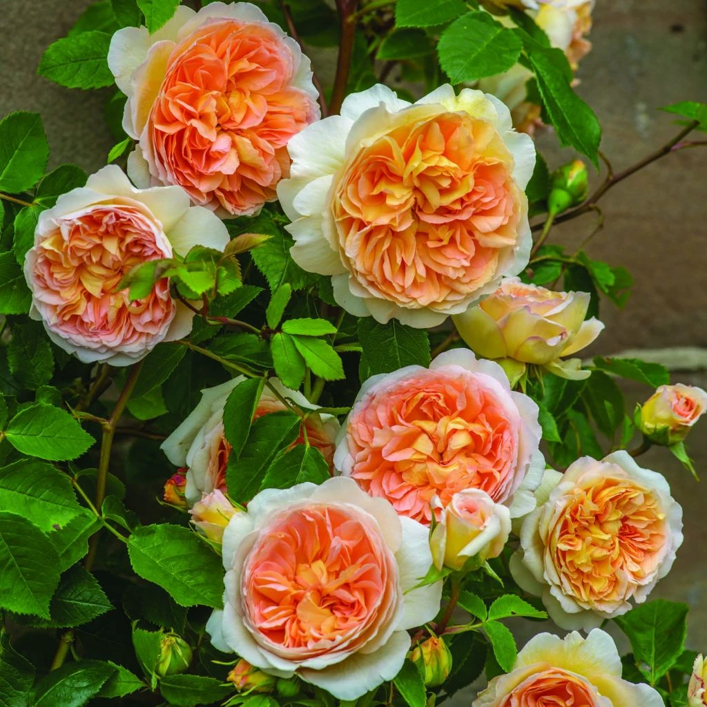 Rosier David Austin Bathsheba