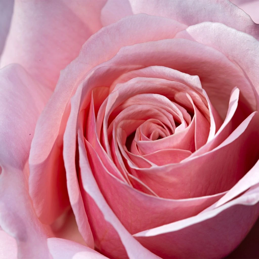 Rosier Ă Grandes Fleurs Pierre De Luxembourg