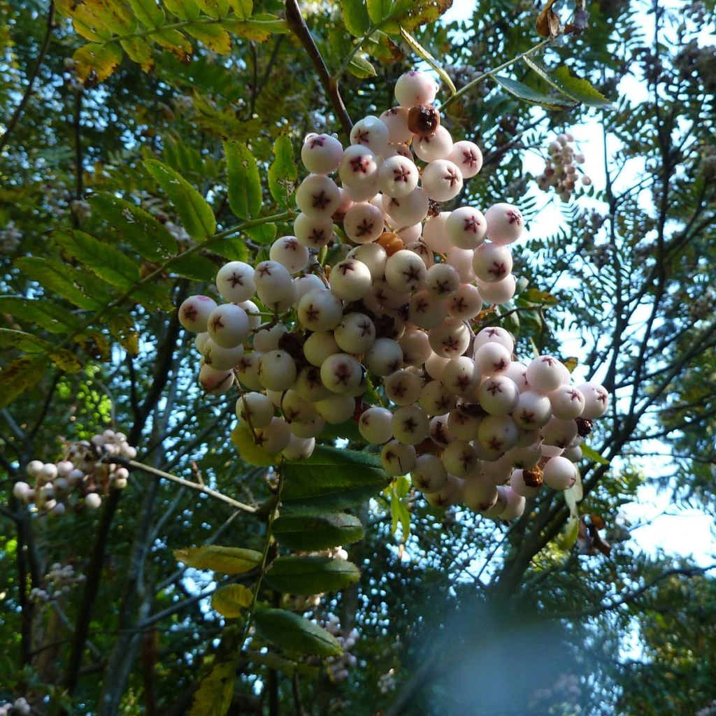 Sorbier Du Cachemire - Sorbus Cashmiriana
