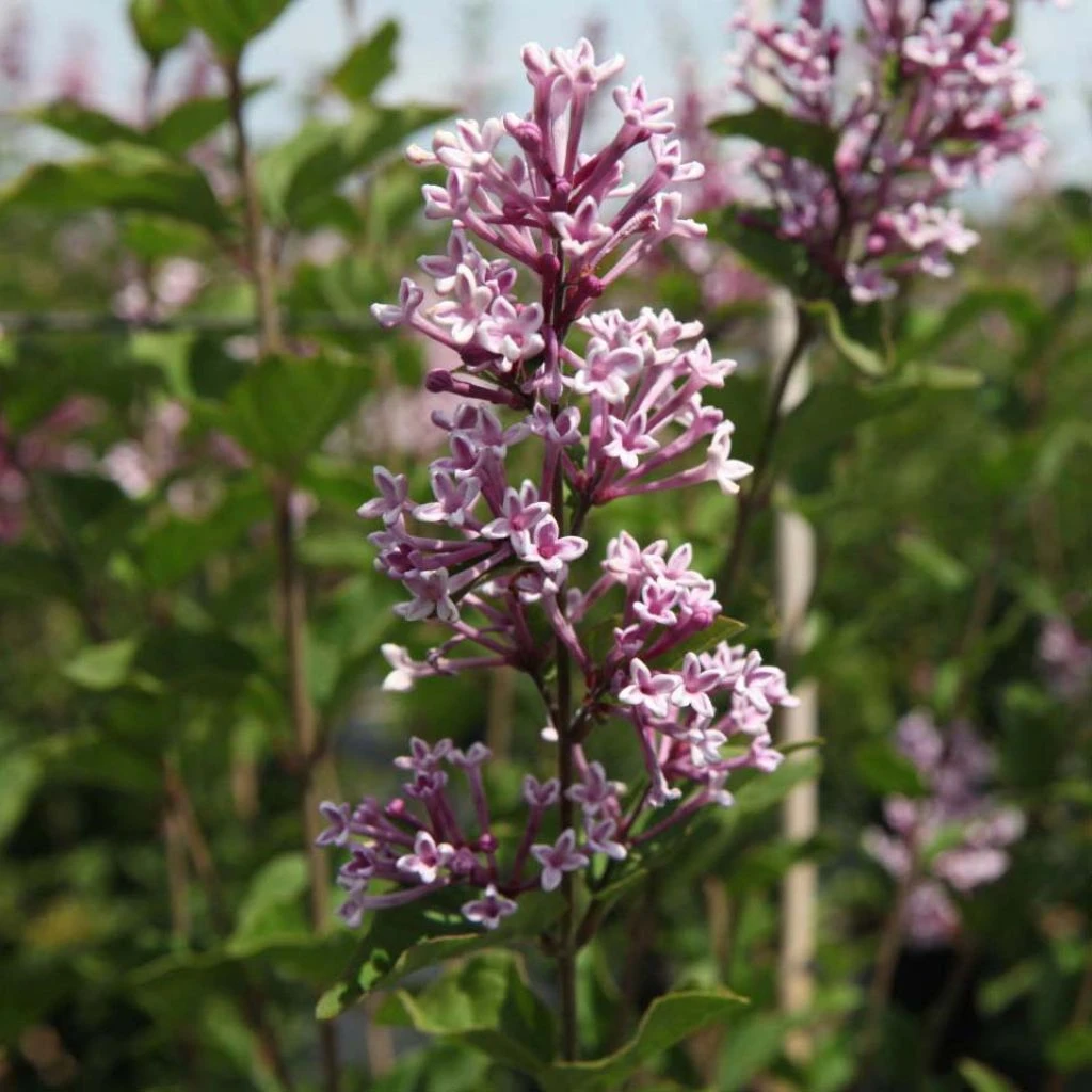 Lilas De Chine - Syringa Josée