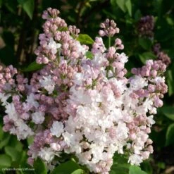 Lilas - Syringa Vulgaris Belle De Moscou