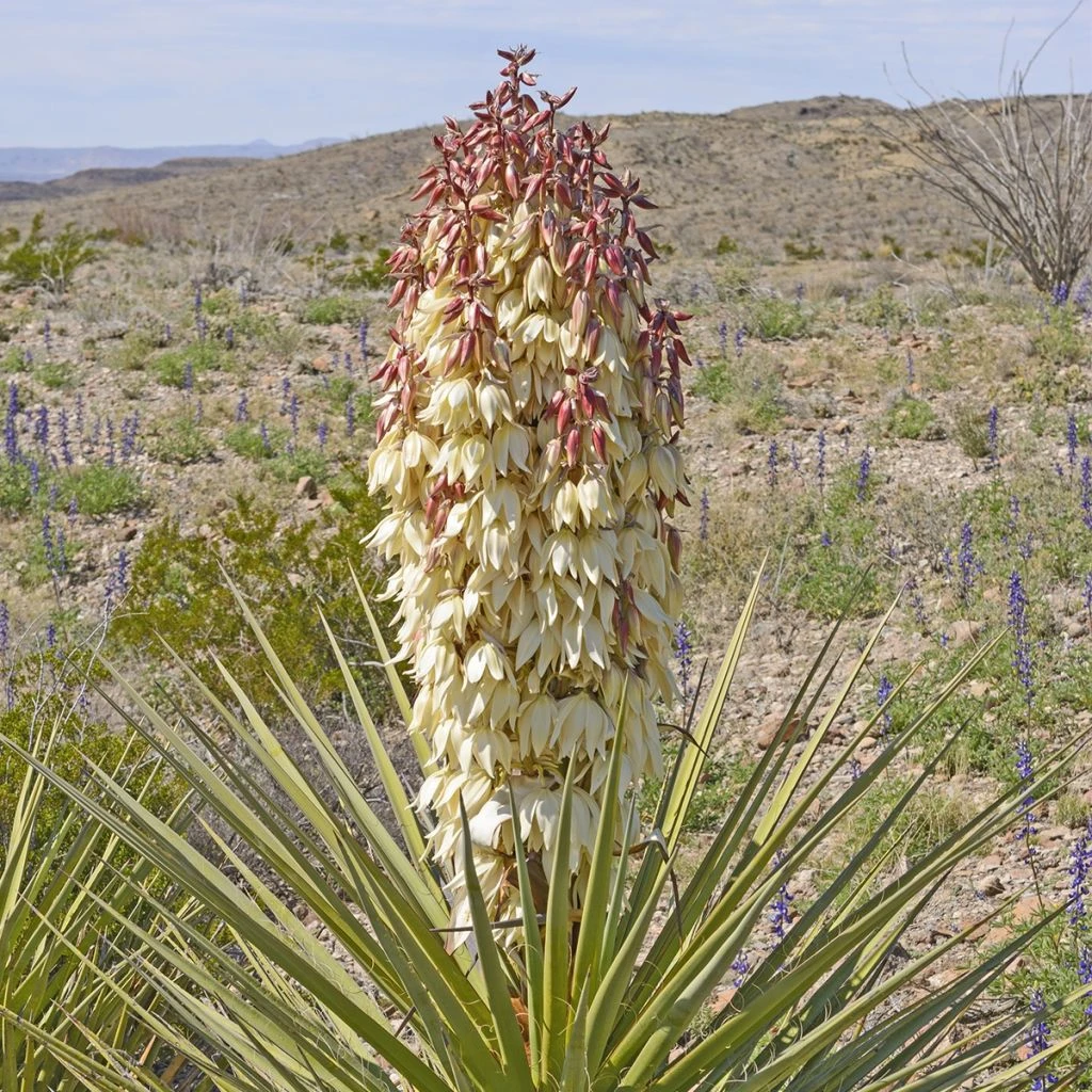 Yucca Torreyi - Yucca De Torrey