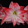 Amaryllis Spotlight*