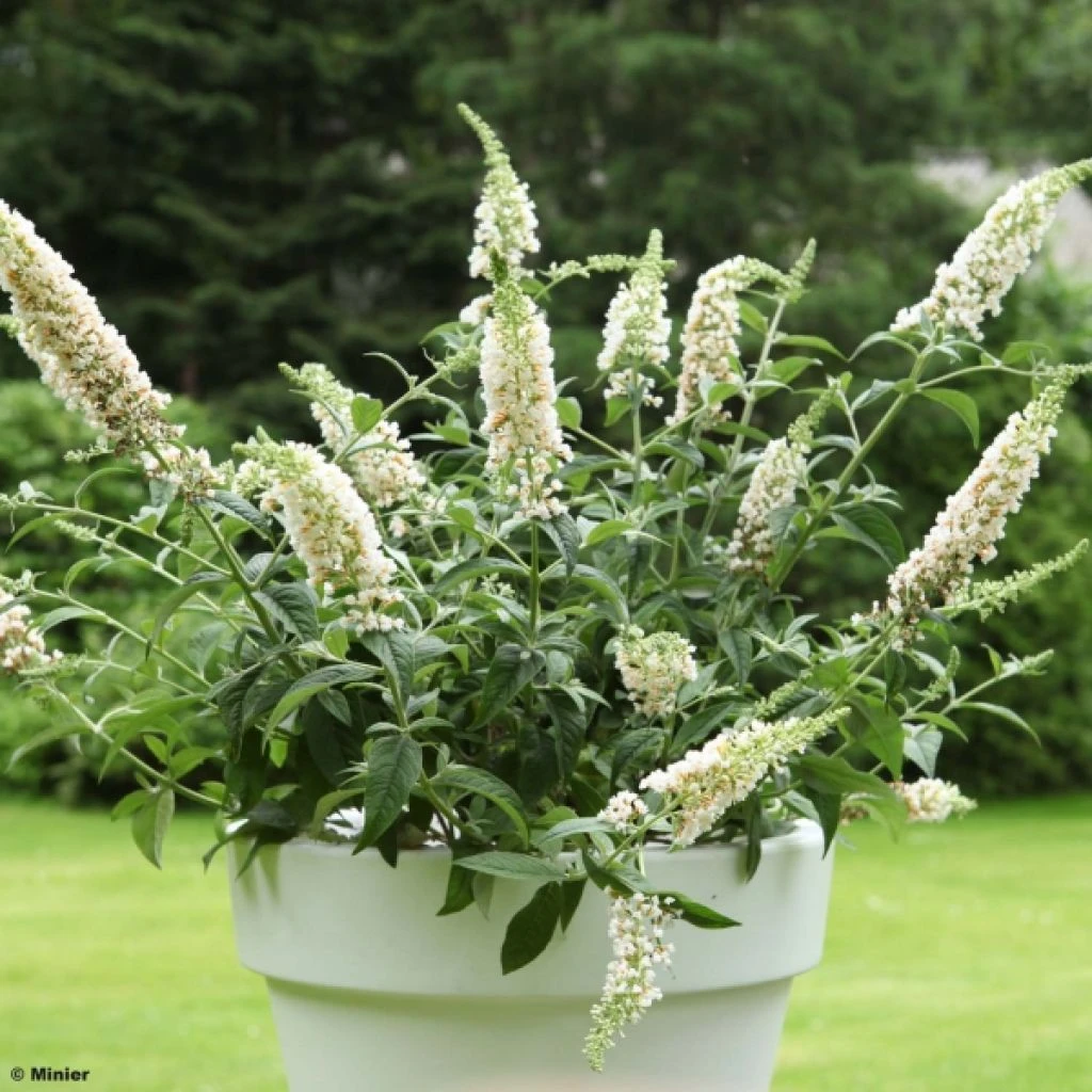 Buddleia White Chip - Arbre Aux Papillons Nain