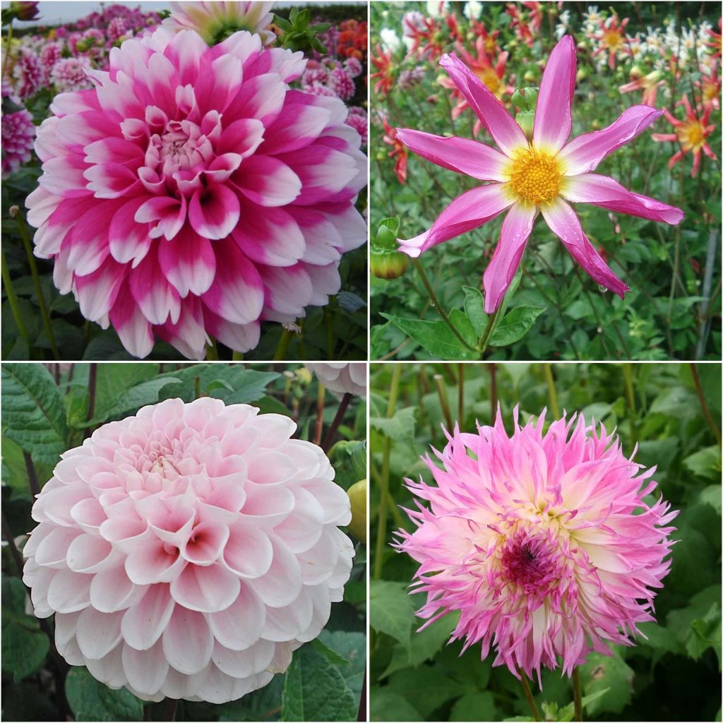 Collection Dahlias BohĂŞme