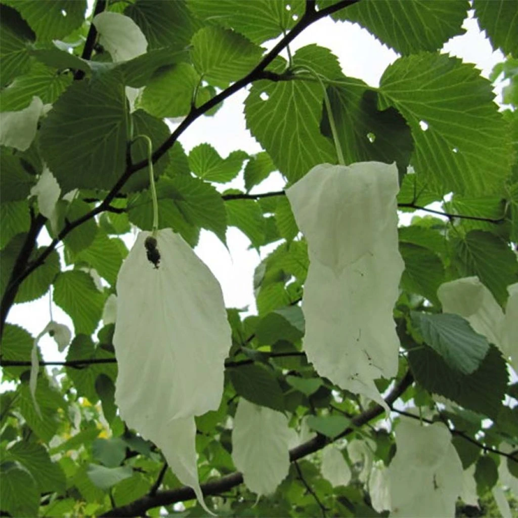 Arbre Ă Mouchoir - Davidia Involucrata