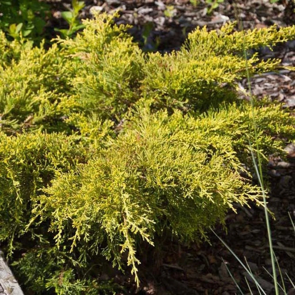 Genévrier - Juniperus Pfitzeriana Goldkissen