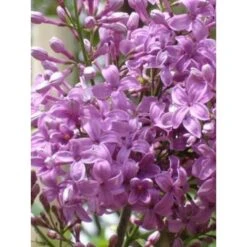 Lilas - Syringa Chinensis Saugeana