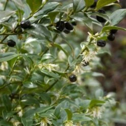Sarcococca Hookeriana