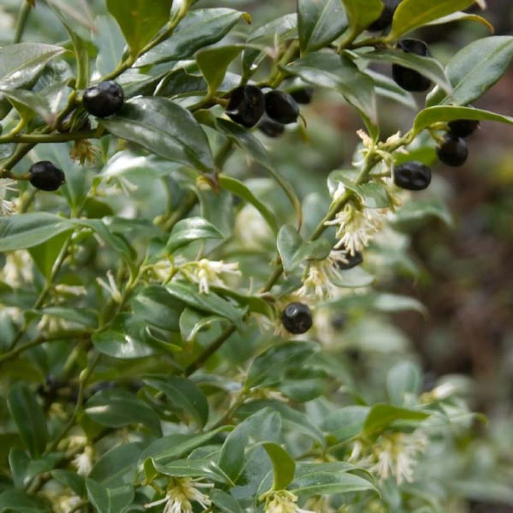 Sarcococca Hookeriana