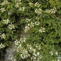 Schizophragma Hydrangeoïdes