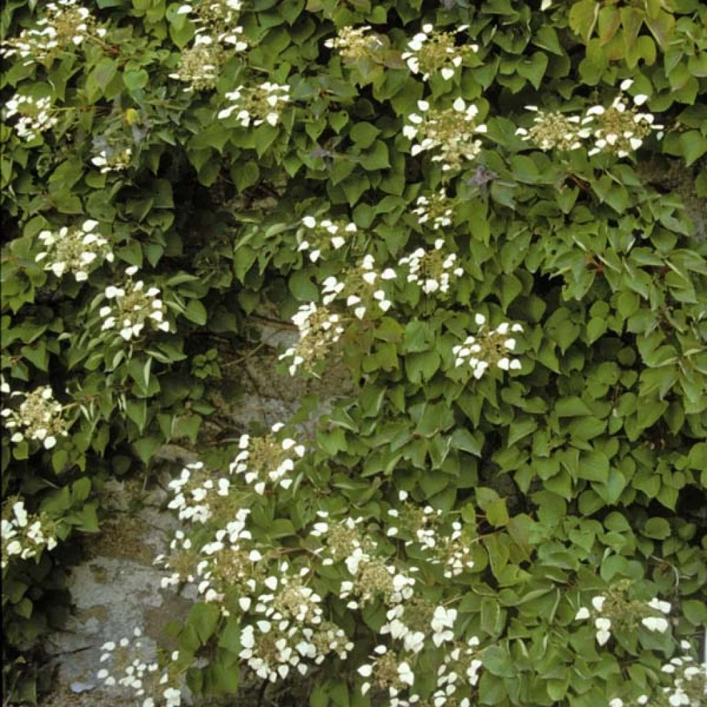 Schizophragma Hydrangeoïdes