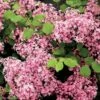 Lilas à Petites Feuilles - Syringa Red Pixie