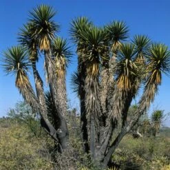 Yucca Filifera - Yucca Filifère